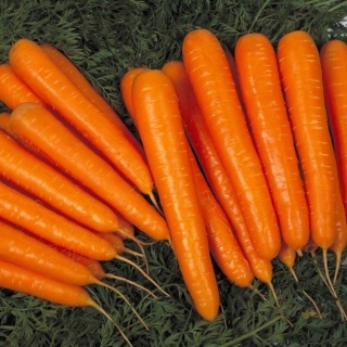 Морковь Лагуна F1