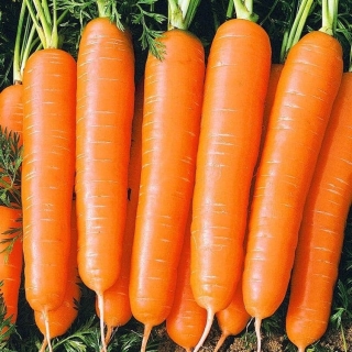 Морковь Медовый поцелуй (лента)