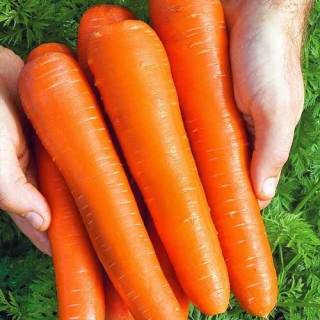 Морковь НИИОХ 336 (лента) (большой пакет)