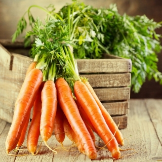 Морковь Осенний король