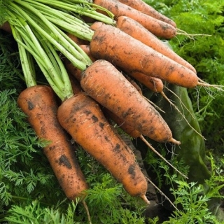 Морковь Рафинад