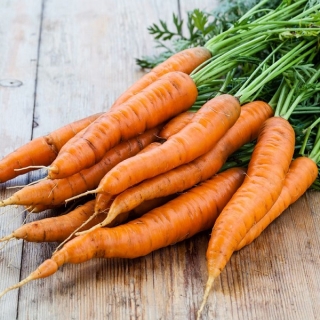 Морковь Ройал Форто