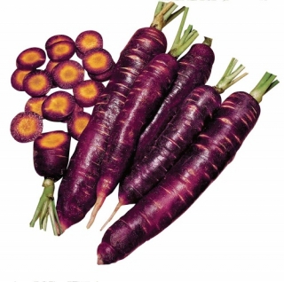 Морковь Чаровница Шоколадная