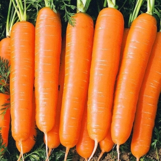 Морковь Юкон F1