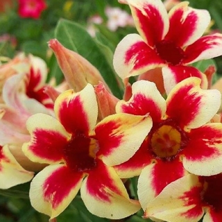 Адениум Morning Star (тучный) (большой пакет)