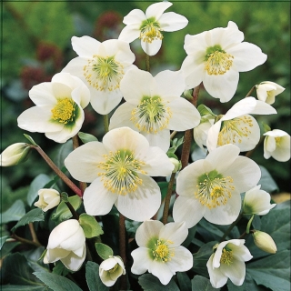 Морозник Зимний цветок