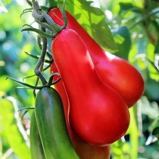 Томат Морской конек