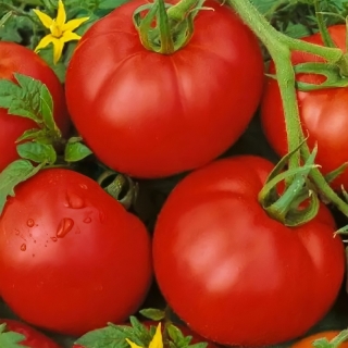 Томат Москвич