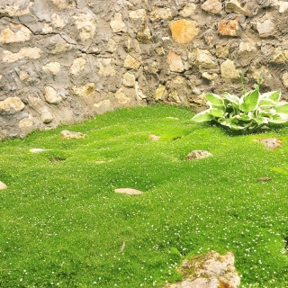 Мшанка Ирландский мох (шиловидная)