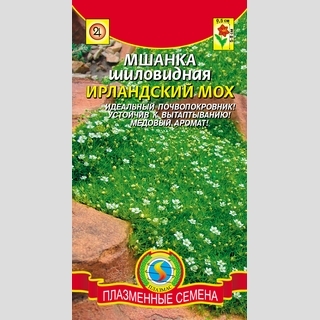 Мшанка Ирландский мох шиловидная