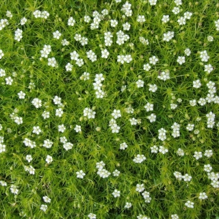 Мшанка Ирландский мох (шиловидная)