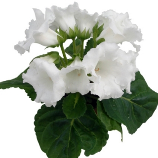 Глоксиния МультиБеллс Белый колокольчик F1