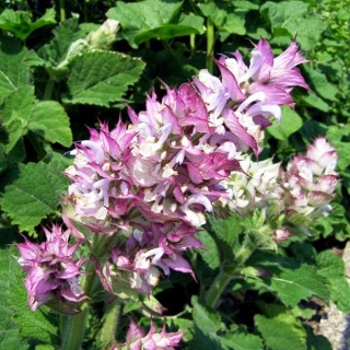 Шалфей Вознесенский 24 мускатный