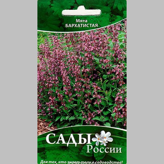 Мята Бархатистая