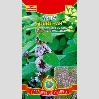 Мята Болотная