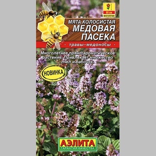 Мята Медовая пасека (колосистая)