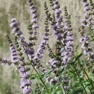 Мята Медовая пасека (колосистая)