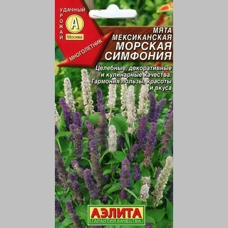 Мята Морская симфония (мексиканская)