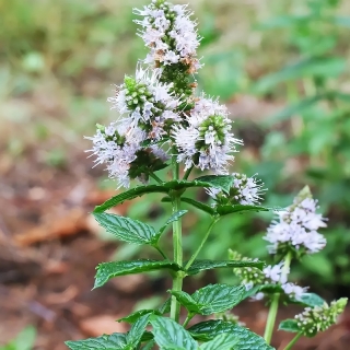 Мята Перечная