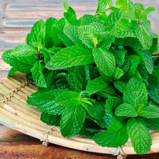 Мята Перечная (большой пакет)