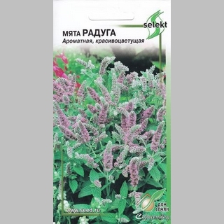 Мята Радуга лонфифолия