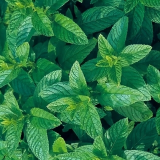 Мята Церемония колосистая