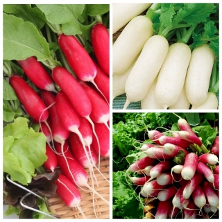 Редис Мульти трио смесь