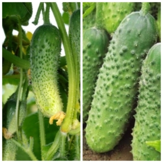 Дуэт Огурец Кураж F1 + Мурашка F1