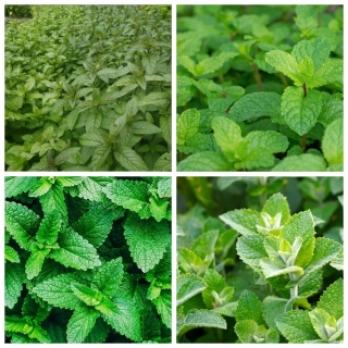 Мята лекарственная смесь видов
