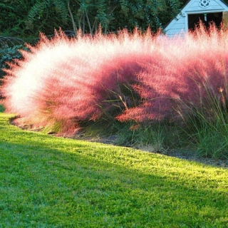 Мюленбергия волосовидная