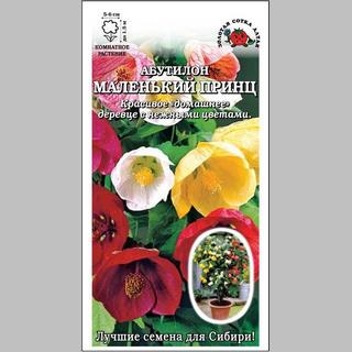 Абутилон Маленький принц