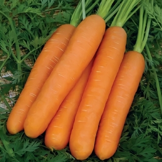 Морковь Нанте