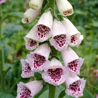 Наперстянка Пятнистый Вулкан