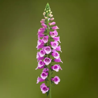 Наперстянка Дотти F1 страстная роза