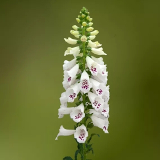 Наперстянка Дотти F1 белая