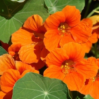 Настурция Апельсиновый мармелад