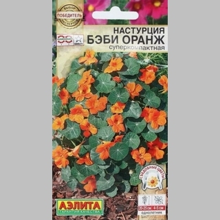 Настурция Бэби оранж