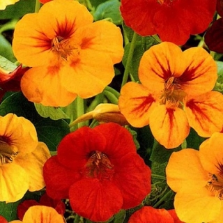 Настурция Длинноплетистая смесь