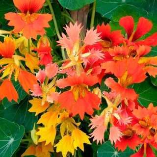 Настурция Феникс смесь сортов