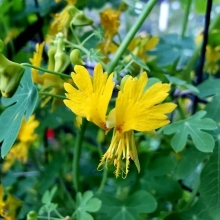 Настурция Канарейка иноземная