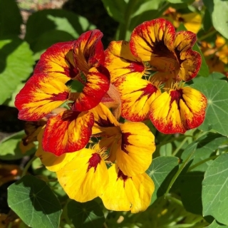 Настурция Кровавая Мэри