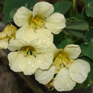 Настурция Снежный человек