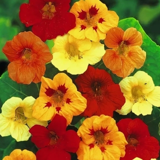 Настурция Тип Топ смесь