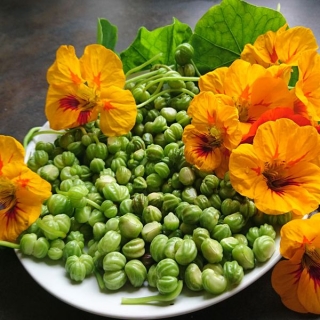 Настурция Пикантный вкус