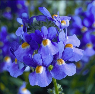 Немезия Соло синяя