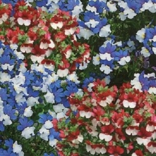 Немезия Натюрель смесь