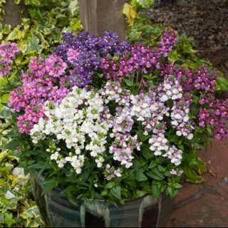 Немезия Seventh Heaven Mix (большой пакет)