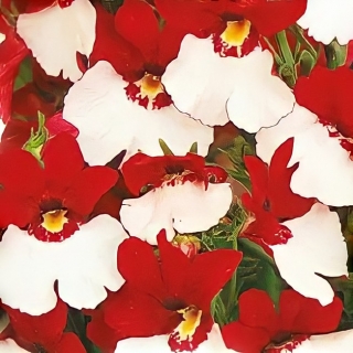 Немезия Веселая вдова