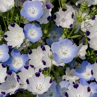 Немофила Сказочная Красотка