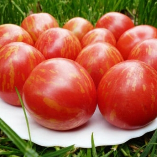 Томат Непас-10 Непасынкующийся полосатый